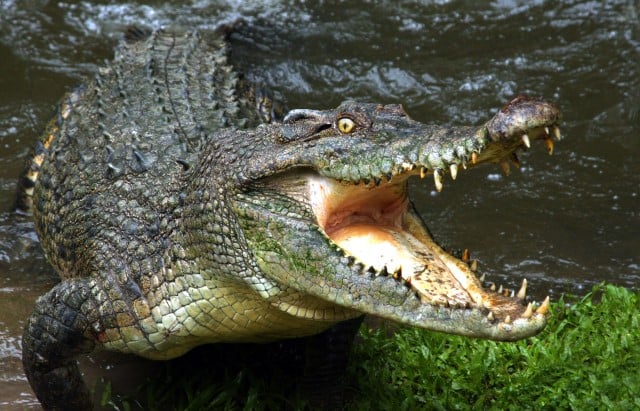 A Crocodile Fight
