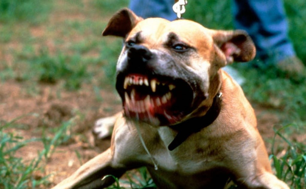 Sadness In Siaya As A 10-Year Old Boy Killed By 12 Dogs