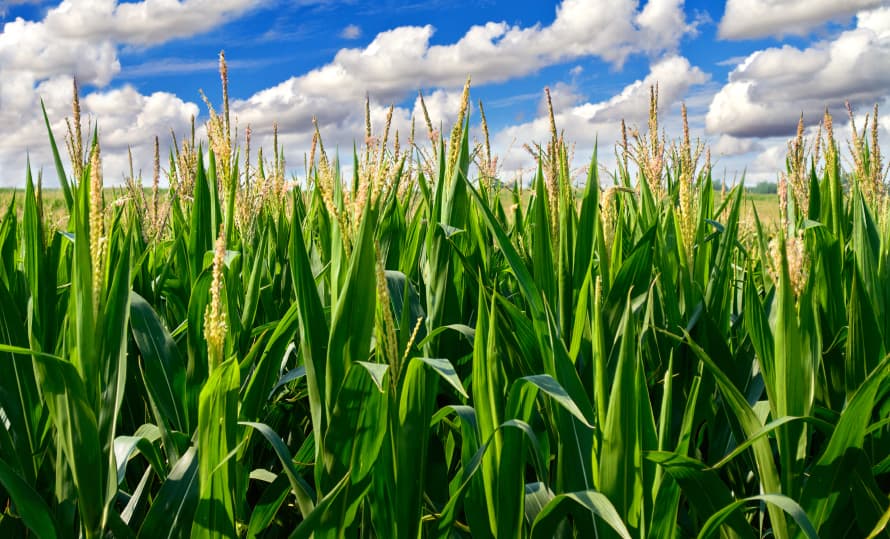Kenya Expects 61M Bags Of Maize Harvest  In 2023