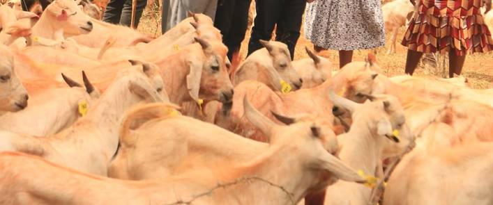 FAO Donates Hybrid Gala Goats To Taita Taveta County