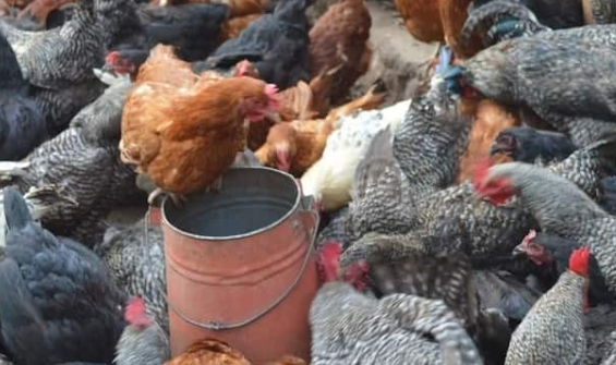 Poultry Farming  In Kenya