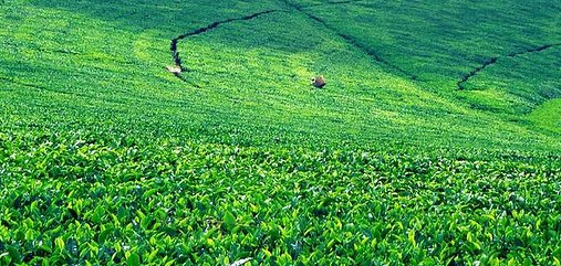 vaLimuru Tea Company Issues Profit Warning Due To High Operation Costs