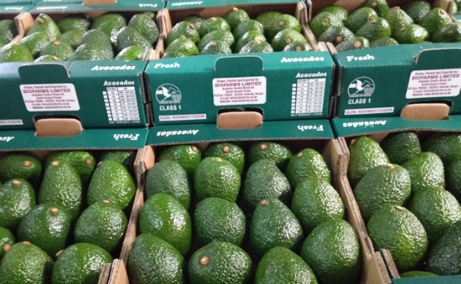 Government Closes Avocado Exports To Ensure Quality, Safeguarding Global Market