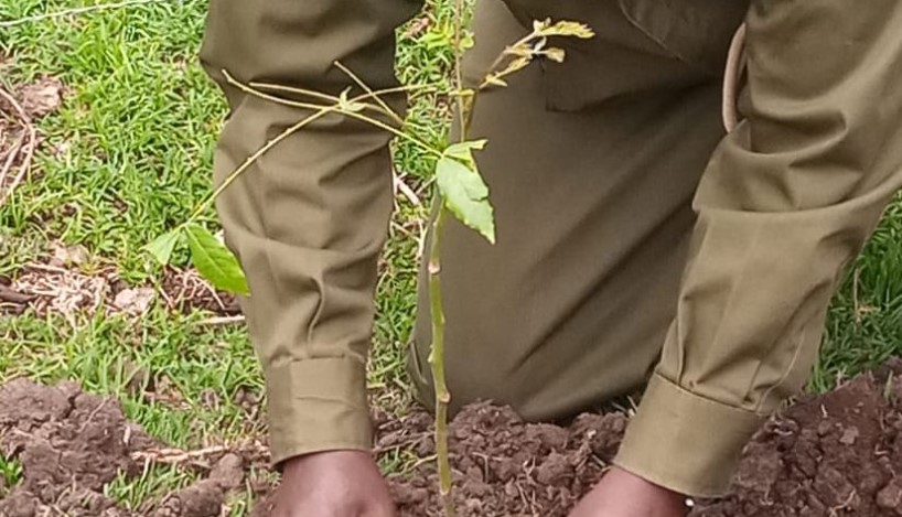 The Kenya Forest Service Distributes 2,000 Seedlings In Bomet