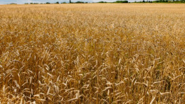 Kenya receives 30,000 tonnes of wheat from Ukraine