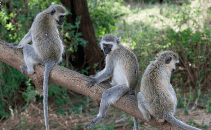 monkeys invade farm in mwea