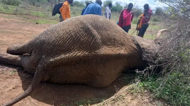 A Ten-Year-Old Boy Killed By An Elephant In Kajiado