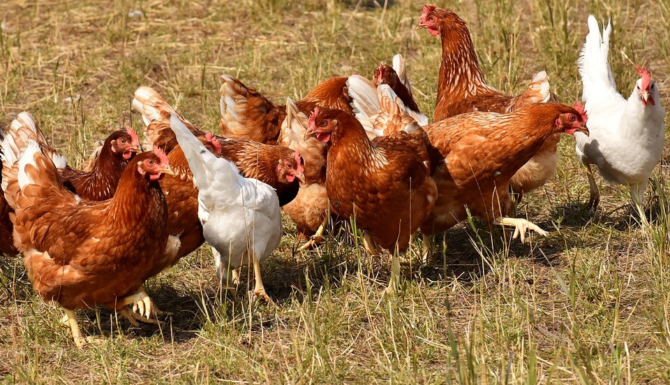 Man Jailed In China For Scaring Chickens To Death