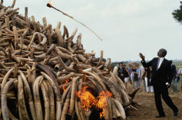 Laikipia tycoon arrested with Sh11 million worth of ivory