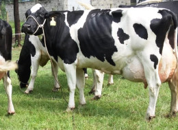 Livestock Farmers Receive Free Artificial Insemination Services