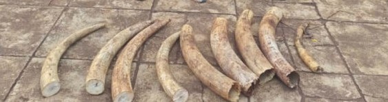 Police Officer Among 2 Arrested With Kes 2.9M Elephant Tusks