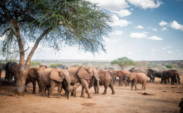Over 500 stray elephants paralyze learning in Ganze