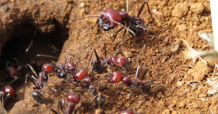 Man, Wife Charged With Trying To Export Ants To China And France