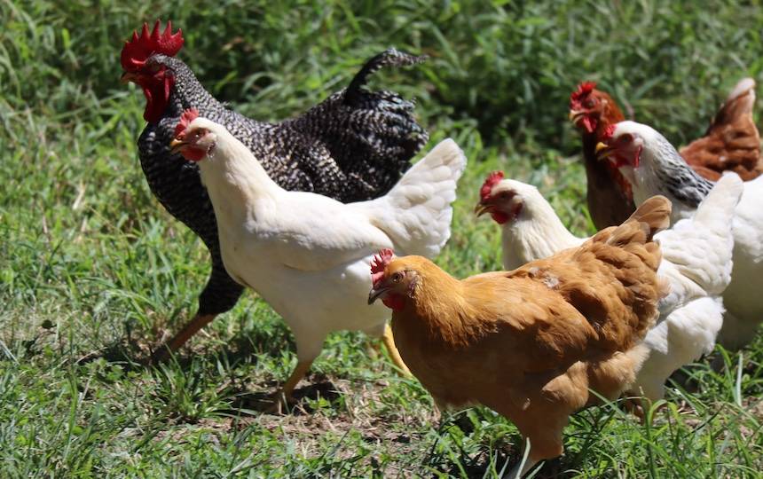 Man Beats Son To Death For Allegedly Stealing Chicken In Kakamega