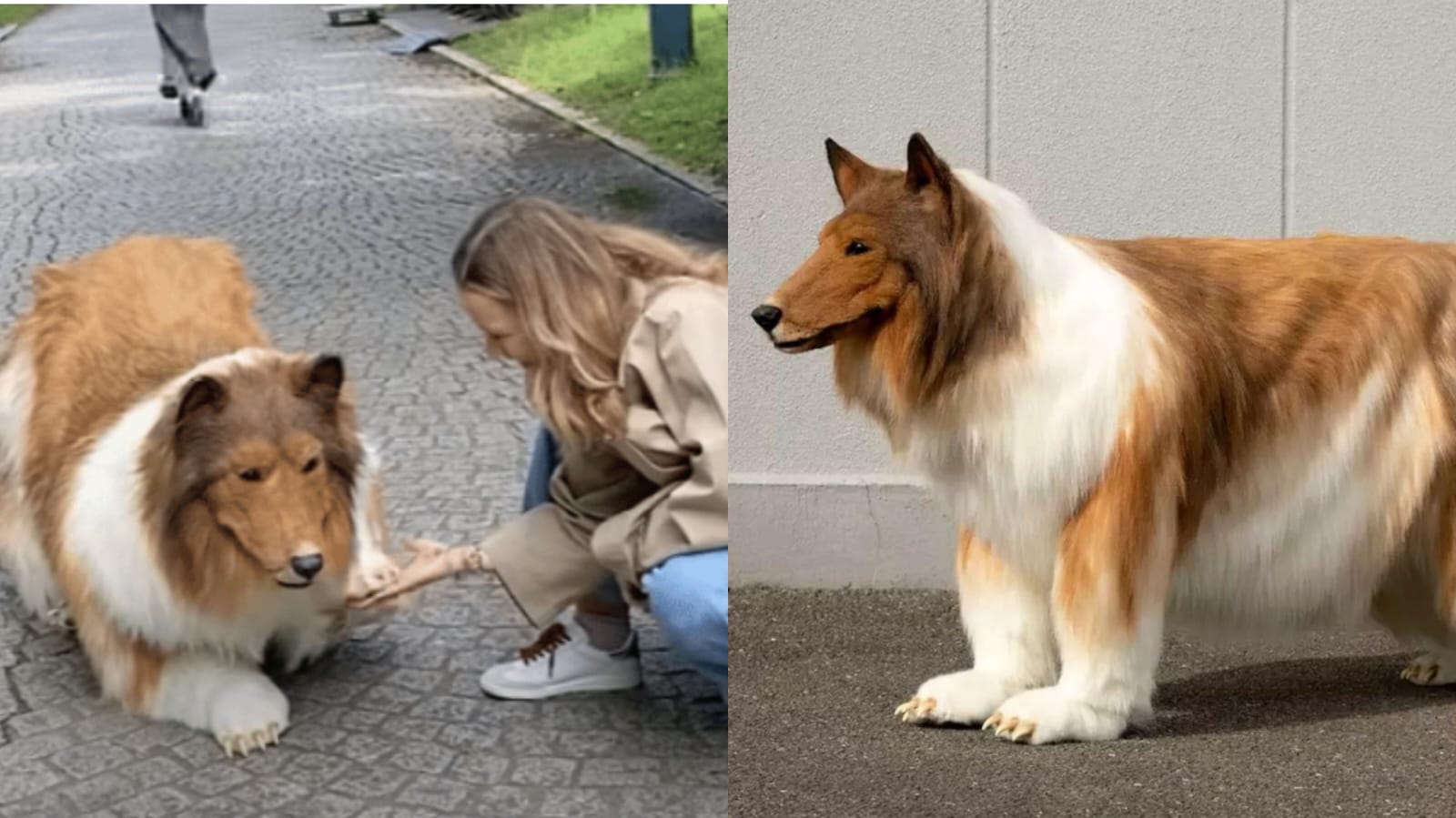 Toco the human collie steps out for first ever walk in public