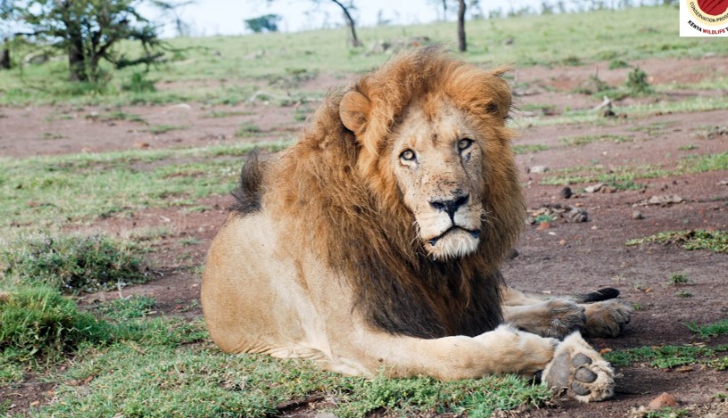 Iconic Nomad Lion 'Jesse'  Dies  In Maasai Mara Reserve
