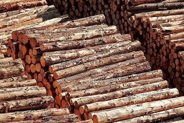 President Ruto Lifts Six-Year Logging Ban To Create Jobs