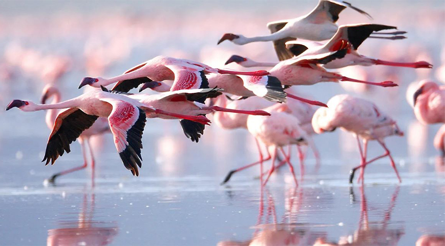 Return Of Flamingoes To Lake Bogoria Makes Business Pick Up