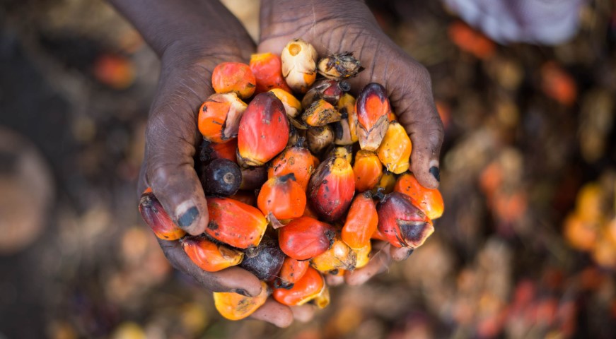 Malaysia To Increase Palm Oil Exports To Kenya