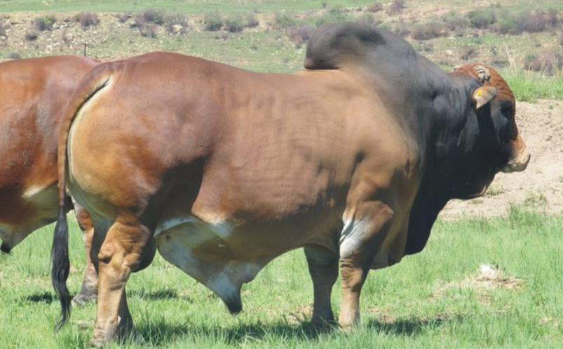 Kakuzi Exports Over 150 Boran Breeding Heifers To Uganda