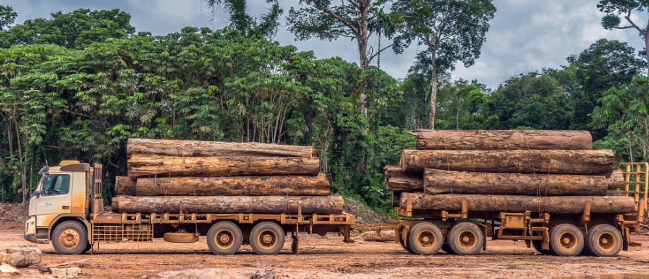 Court Blocks Ruto From Lifting Six Years  Ban On Logging