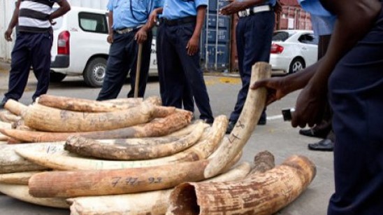 Police Arrest Nine Poachers In  Possession Of Kes 7M  Elephant Tusks