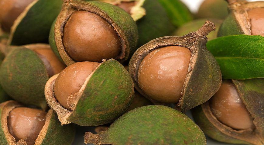 High Court Suspends Orders By Gov't That Lifted Ban On Export Of Raw Macadamia