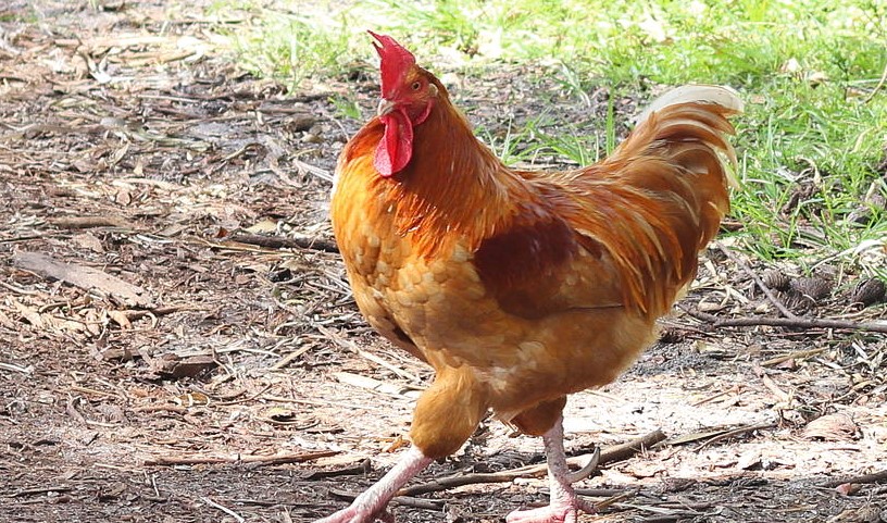 Suspected Chicken Thief Stoned To Death In Kirinyaga