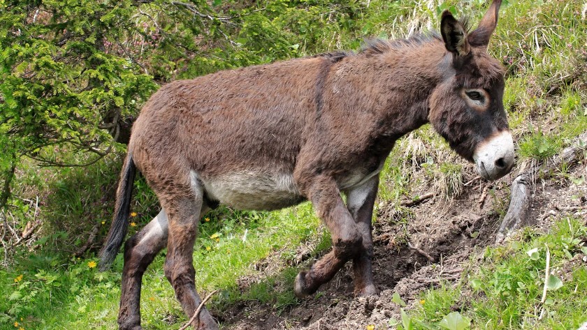 Man Arrested Ferrying Over 30 Slaughtered Donkeys To Kayole