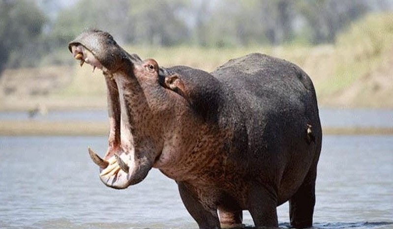 A Hippopotamus Attacks A 54- Year-Old Man In Ruai
