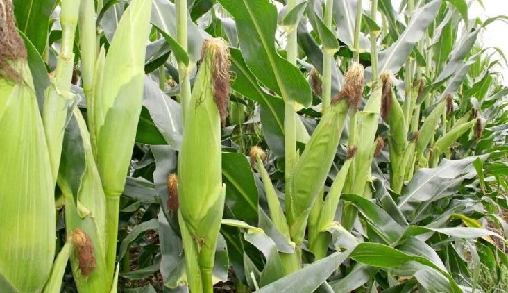 At Least 1,000 Mbeere Maize Farmers To Access Digital Loans