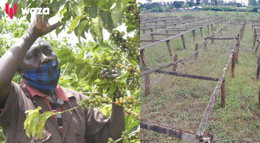 Gatundu Elders Want 30 Year Land Dispute With Coffee Growers Solved