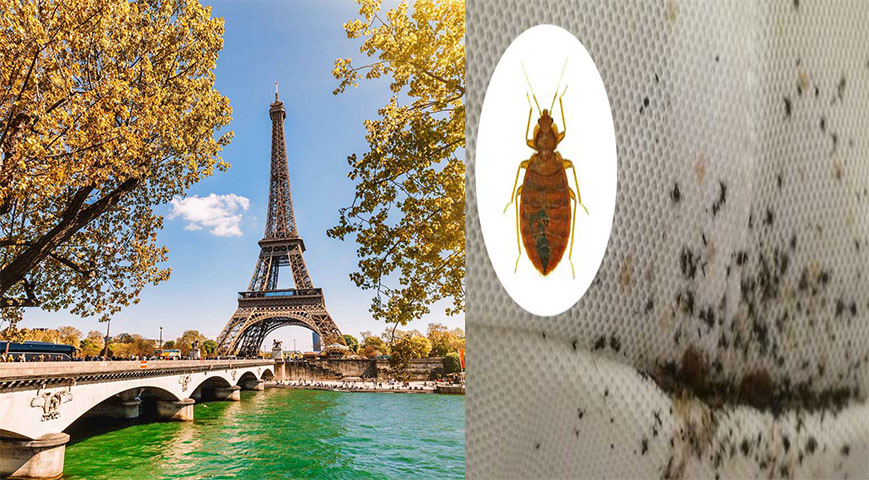 Paris infested by bedbugs