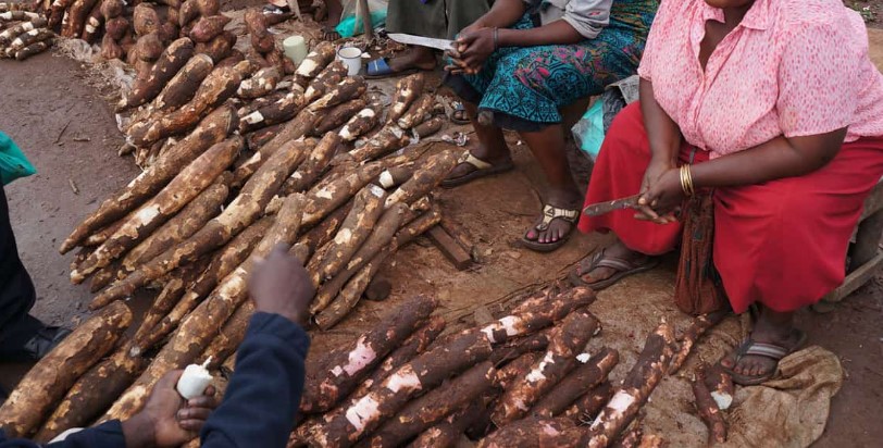 Cassava Demand Exceeds Production By 200 Per Cent In Kenya