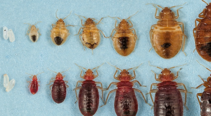 Bedbugs Menace In Paris