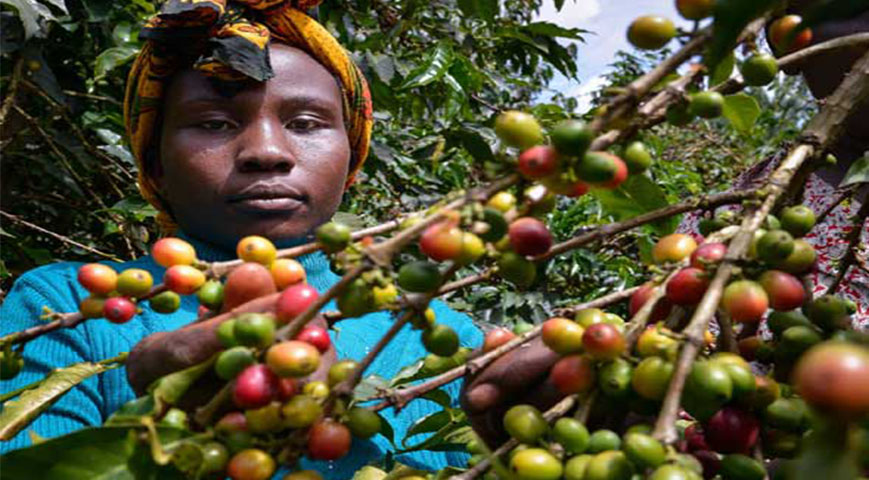 Government To Increase Coffee Production To 102,000 Metric Tons By 2027