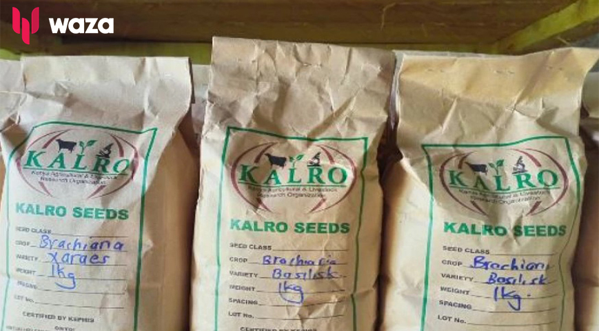 Counterfeit Seedlings Leading Contributor Of Poor Harvests – KALRO