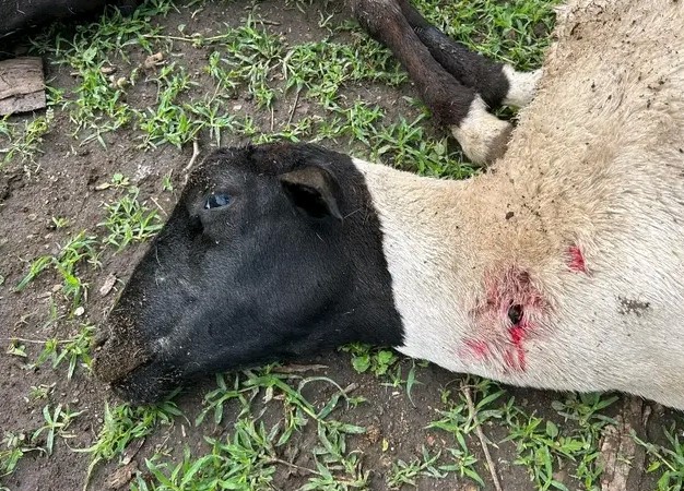 Lionesses Kill Three Sheep In Isinya,  Kajiado County