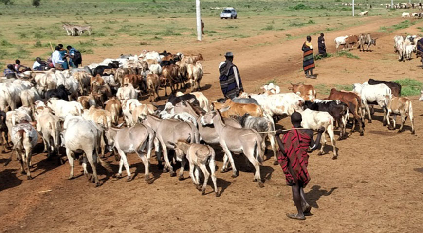 Ugandan Soldiers Raid Kacheliba Village, Allegedly Drive Off With 400 Cows