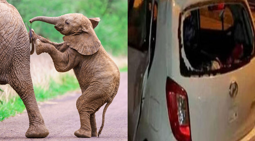 elephants trample a car after it hit a calf