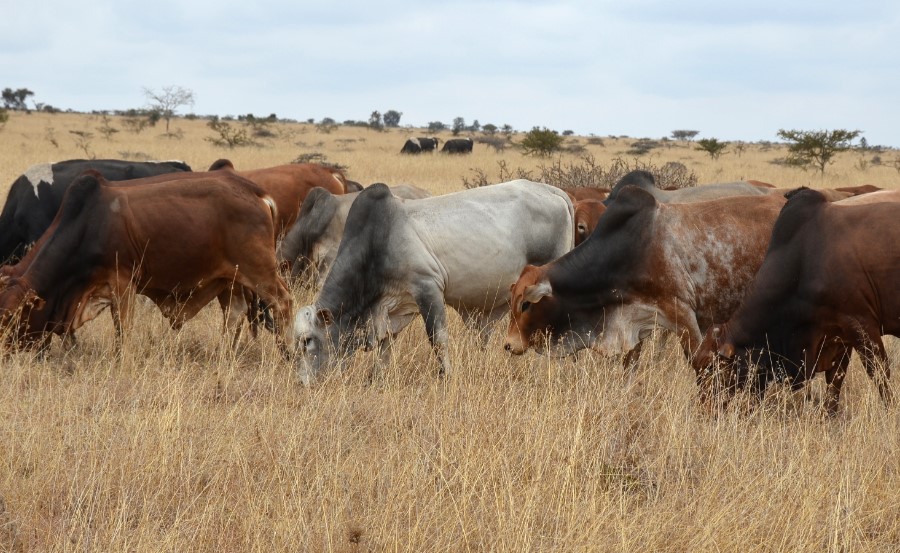 Cattle Rustlers In Mwea Constituency Put On Notice