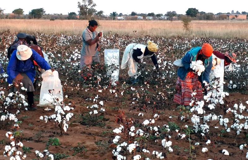 Government Increases Cotton Prices To Kes .65 Per Kilo