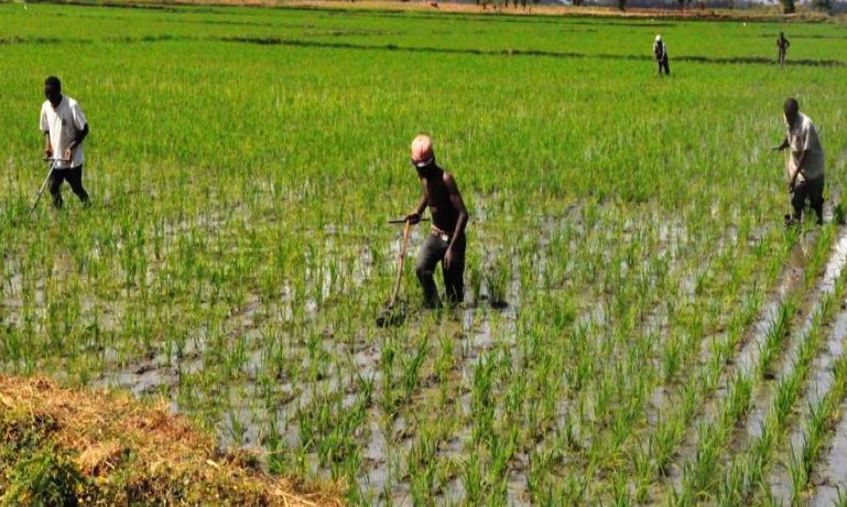 Paddy Rice Production In Kenya Increases To 234,000 Metric Tonnes