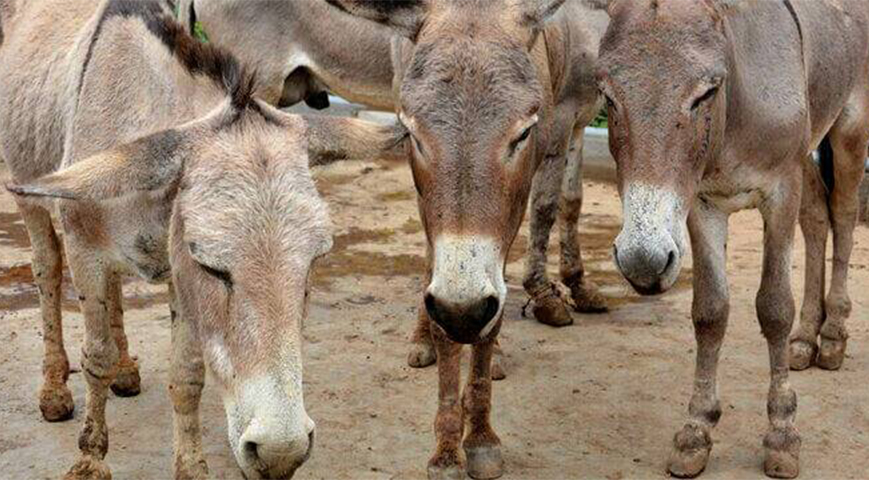 3 Arrested As DCI Nab Donkey Meat In Runyenjes