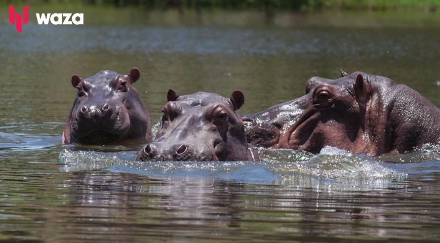 Kisumu Residents Living In Fear As Attacks By Hippos From Lake Victoria Increase