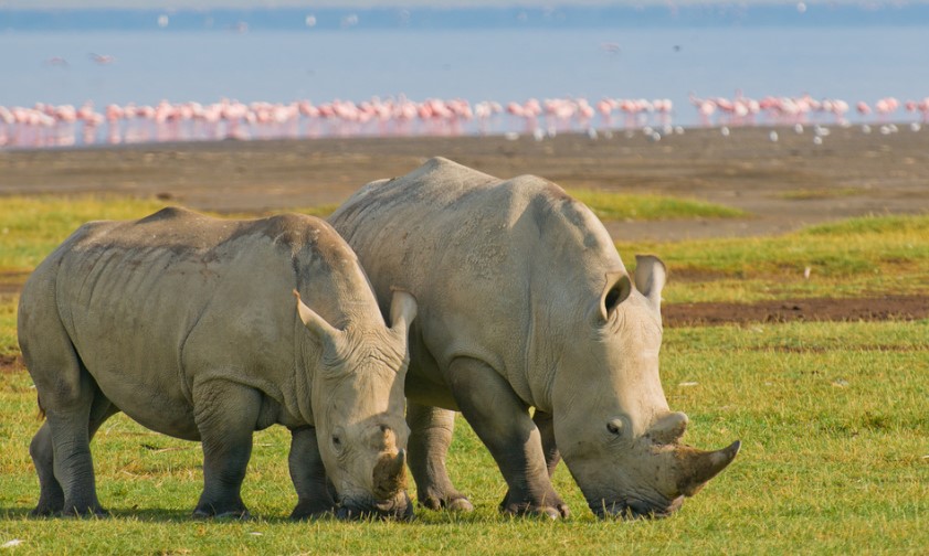 KWS To Translocate 21 Black Rhinoceros To Increase Population