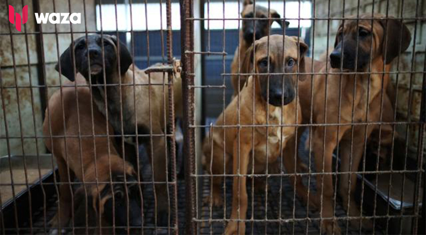 South Korea Parliament To Vote On Banning Dog Meat Trade