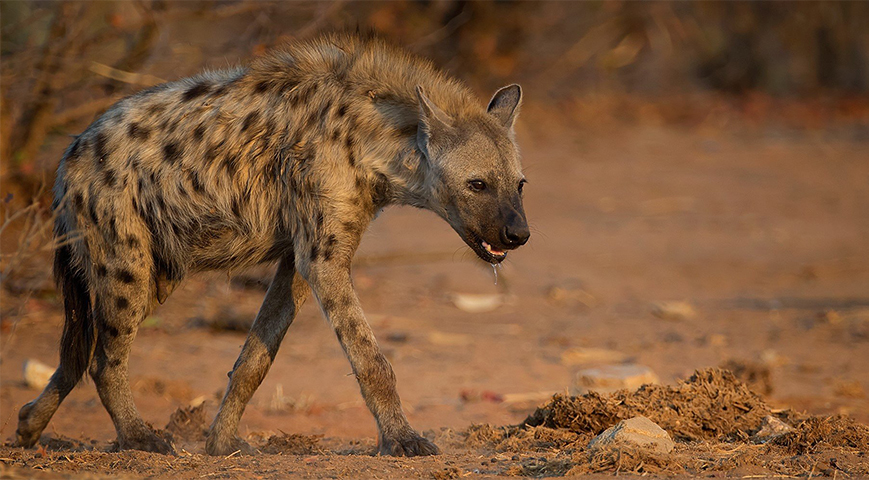 A Hyena Attacks, Injures A 77-Year-Old Man In Isiolo