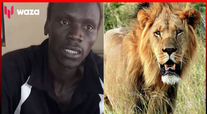 Couple Hospitalised After Lion Attack In Isiolo
