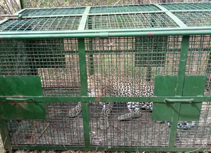 KWS Rangers Capture Stray Leopard In Kajiado County